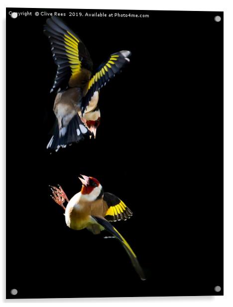 Goldfinch Fight Acrylic by Clive Rees