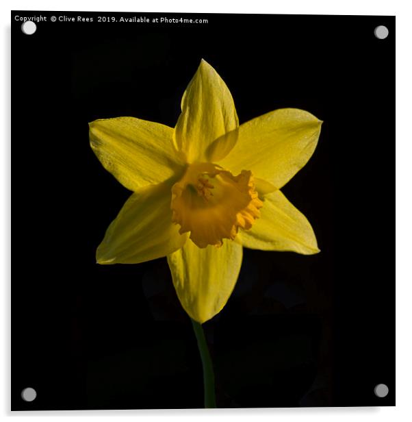 Daffodil Acrylic by Clive Rees