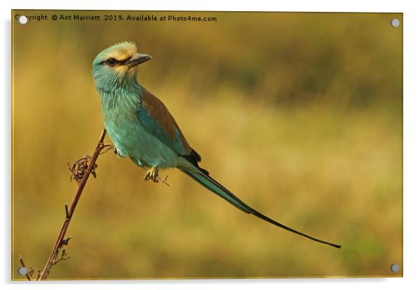 Abyssinian Roller Acrylic by Ant Marriott