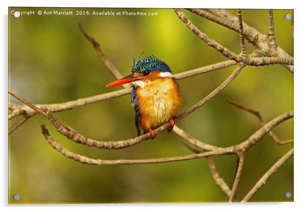 Malachite Kingfisher - Alcedo cristata Acrylic by Ant Marriott