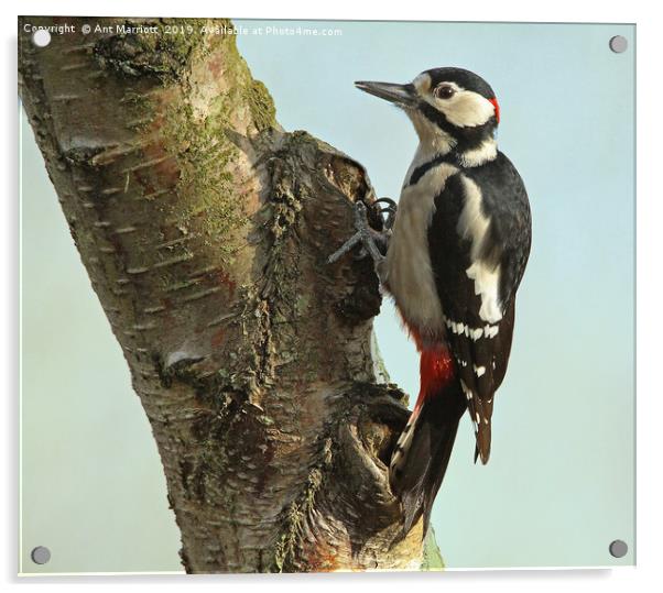 Great spotted woodpecker - Dendrocopos major Acrylic by Ant Marriott