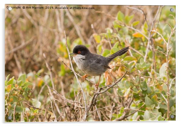 Sardinian Warbler - Sylvia melanocephala Acrylic by Ant Marriott