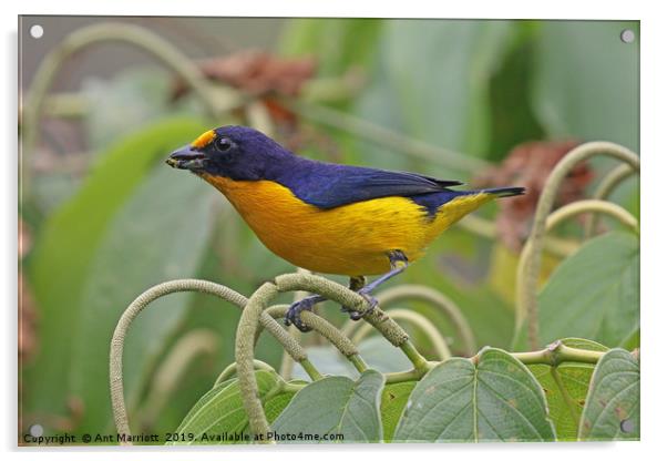 Violaceous Ephonia - Euphonia violacea Acrylic by Ant Marriott