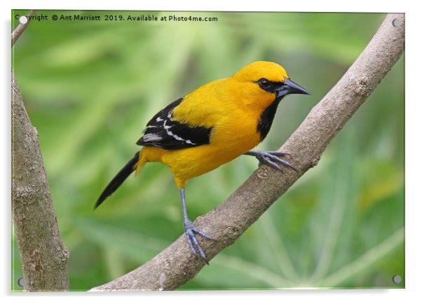 Yellow Oriole - Icterus nigrogularis Acrylic by Ant Marriott