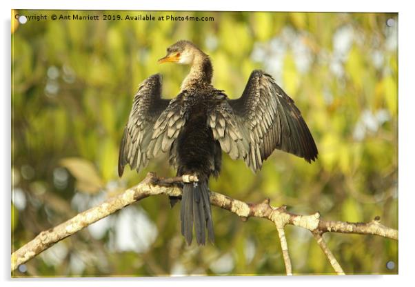 Long-tailed Cormorant - Microcarbo africanus (aka  Acrylic by Ant Marriott