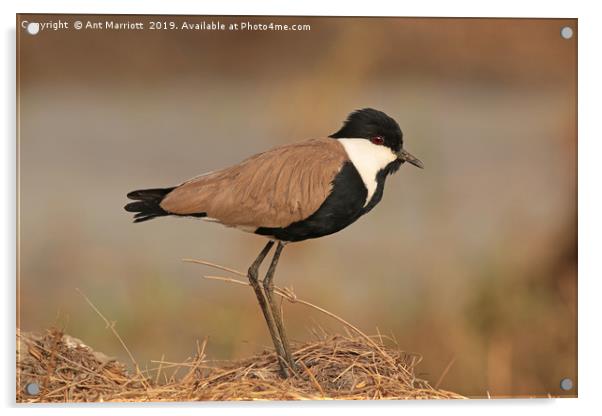 Spur-winged Plover - Vanellus spinosus (aka Spur-w Acrylic by Ant Marriott
