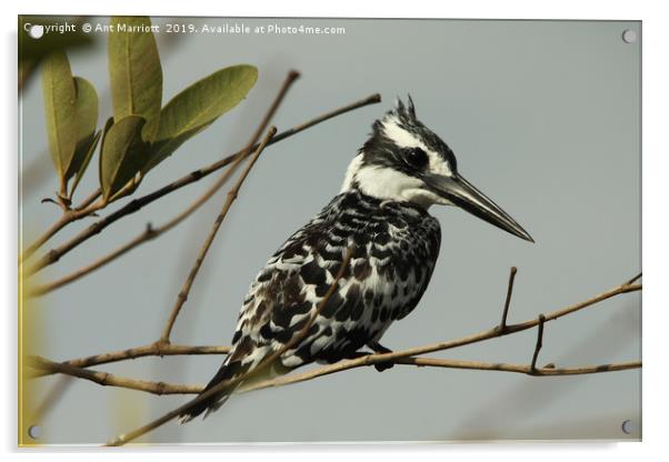 Pied Kingfisher - Ceryle rudis Acrylic by Ant Marriott