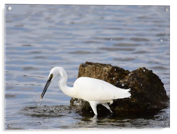 Little Egret with Fish Acrylic by Gemma Sellman