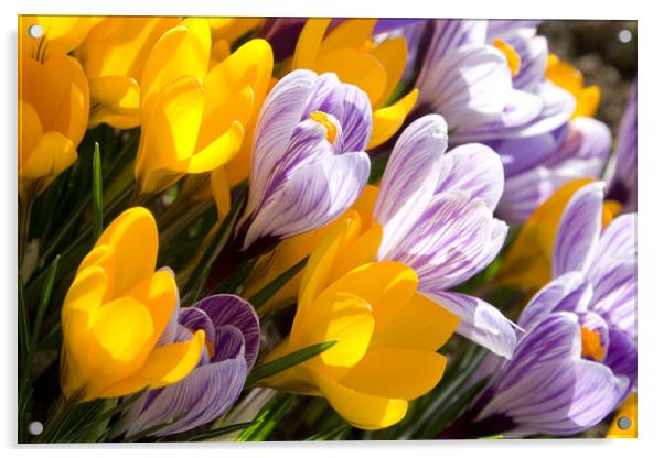 Spring Flowers Acrylic by Steffen Gierok-Latniak
