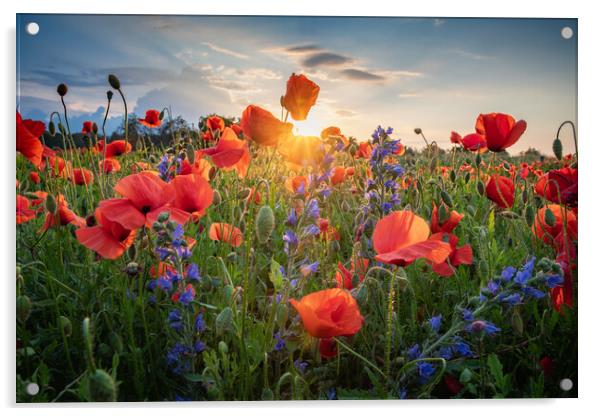 Poppies Field Acrylic by Steffen Gierok-Latniak