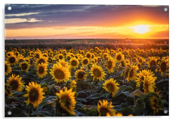 Sunflowers at Sunset Acrylic by Steffen Gierok-Latniak