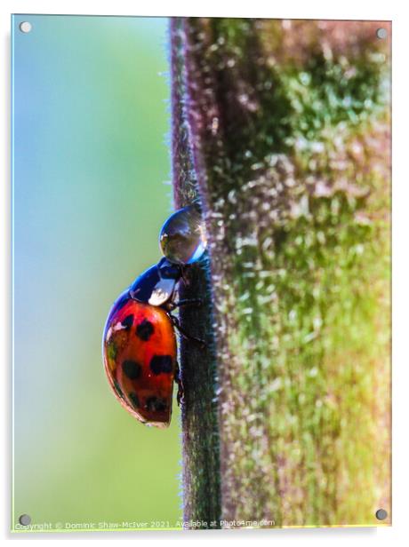 The very thirsty ladybird Acrylic by Dominic Shaw-McIver