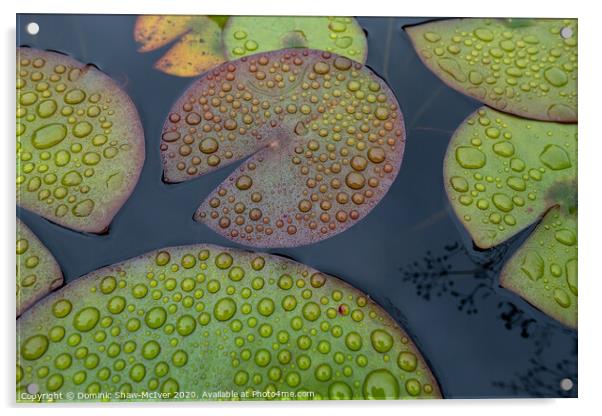 Raindrops on lily pads Acrylic by Dominic Shaw-McIver