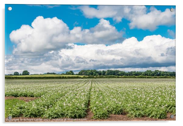 Flowering Potato Crop at Thorpe, Teesdale Acrylic by Richard Laidler