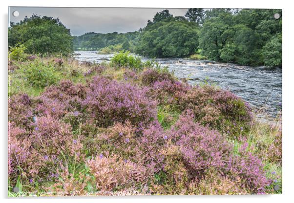 Flowering Heather on the Tees Riverbank Acrylic by Richard Laidler