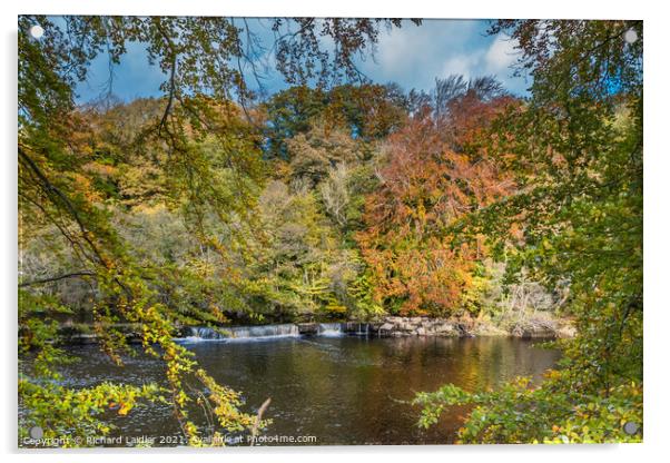 Autumn Beeches at Whorlton, Teesdale Acrylic by Richard Laidler