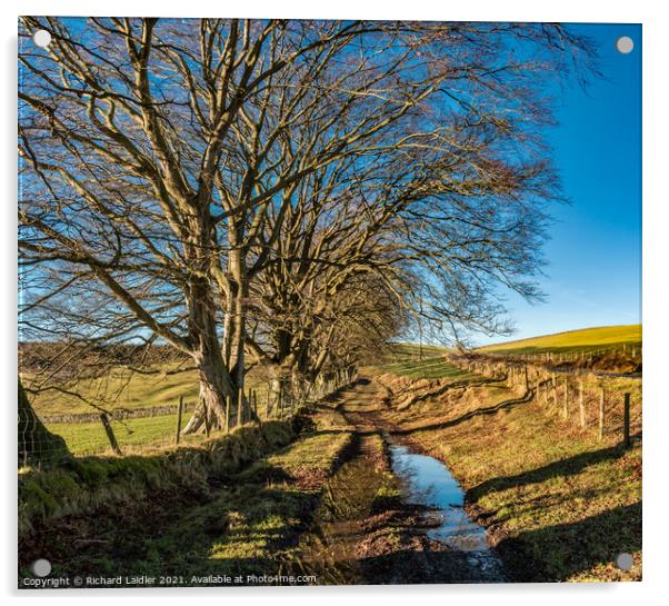 Winter Beeches Acrylic by Richard Laidler