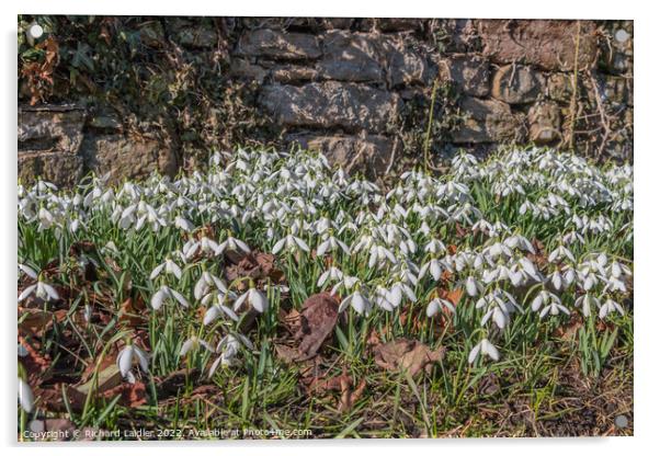 Roadside Snowdrops Acrylic by Richard Laidler