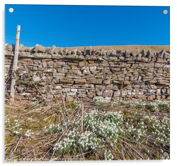 Snowdrops at Revelin Farm, Teesdale Acrylic by Richard Laidler