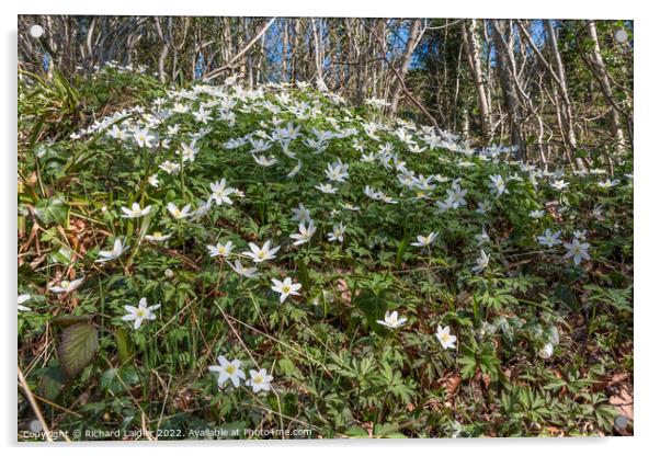 Wood Anemones in Flower Acrylic by Richard Laidler