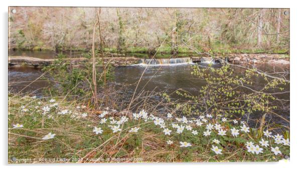 Wood Anemones at Whorlton Acrylic by Richard Laidler