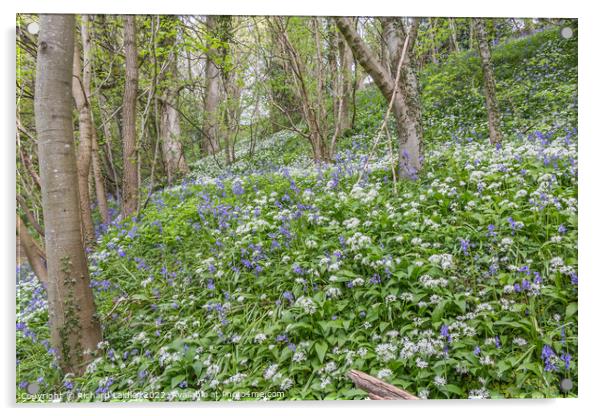 Bluebells and Wild Garlic Woods Acrylic by Richard Laidler