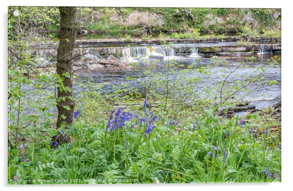 Bluebells on the Riverbank Acrylic by Richard Laidler