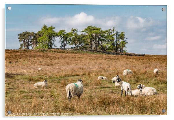 Grazing at Scarney Hill, Teesdale Acrylic by Richard Laidler