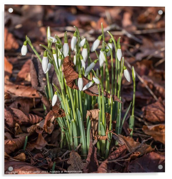January Snowdrops Acrylic by Richard Laidler