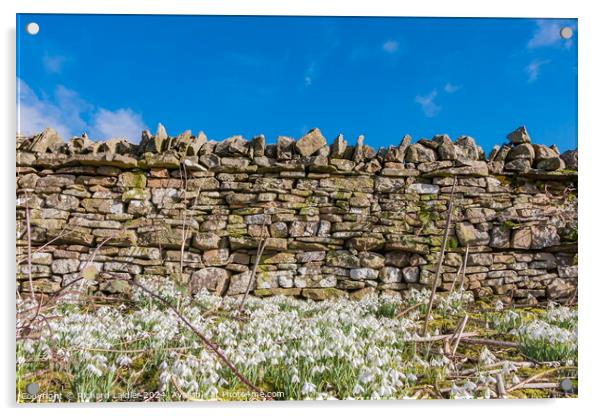 Roadside Snowdrops Acrylic by Richard Laidler