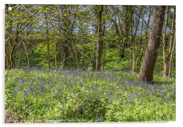 English Bluebell Woodland in Spring Sunshine Acrylic by Richard Laidler