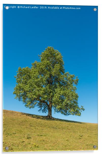 A solitary Ash tree on a sloping meadow in summer Acrylic by Richard Laidler