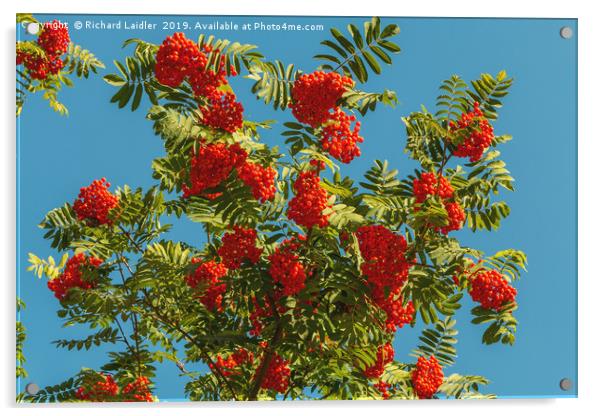 Rowan Berry Clusters Acrylic by Richard Laidler