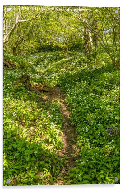 Woodland and Wild Garlic in Spring Acrylic by Richard Laidler