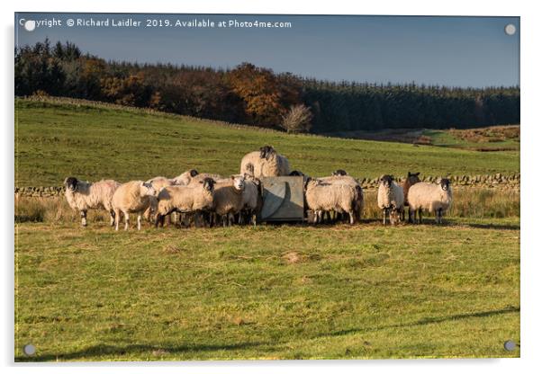 Ovine Top Table Acrylic by Richard Laidler