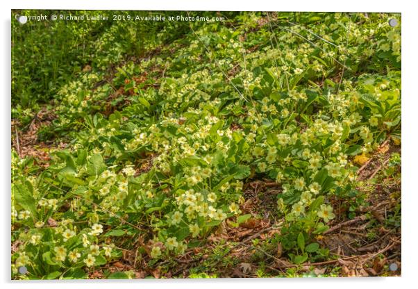 Woodland Primrose Carpet Acrylic by Richard Laidler