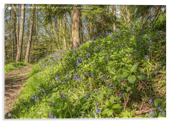 Flowering Woodland Bluebells Acrylic by Richard Laidler