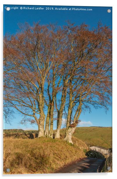 Bare Beech Trees at Ettersgill, Teesdale Acrylic by Richard Laidler