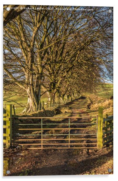 Ettersgill Winter Beeches (1) Acrylic by Richard Laidler