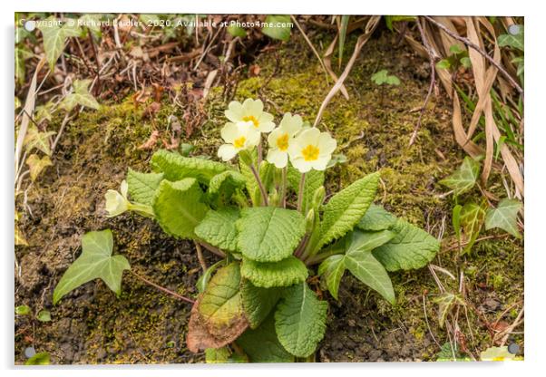 Spring Cheer - Flowering Wild Primrose Acrylic by Richard Laidler