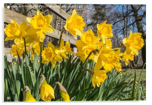 Spring Cheer - Daffodils Acrylic by Richard Laidler