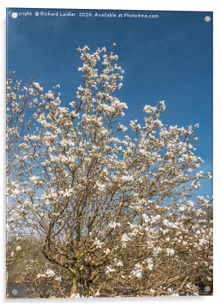 Spring Cheer - Flowering White Magnolia Acrylic by Richard Laidler