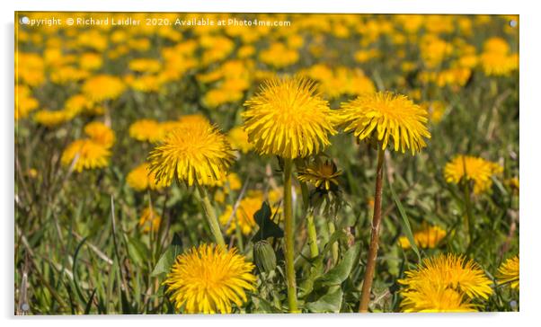 Spring Cheer - Dandelions Acrylic by Richard Laidler