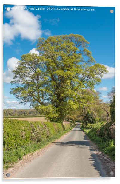 Roadside Sycamore in Spring Acrylic by Richard Laidler