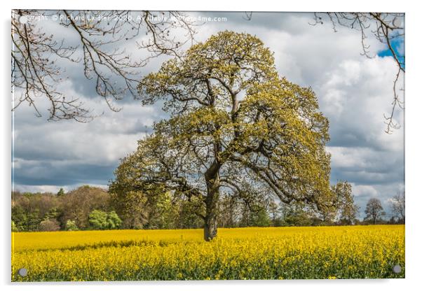 Springtime Oak Tree Acrylic by Richard Laidler
