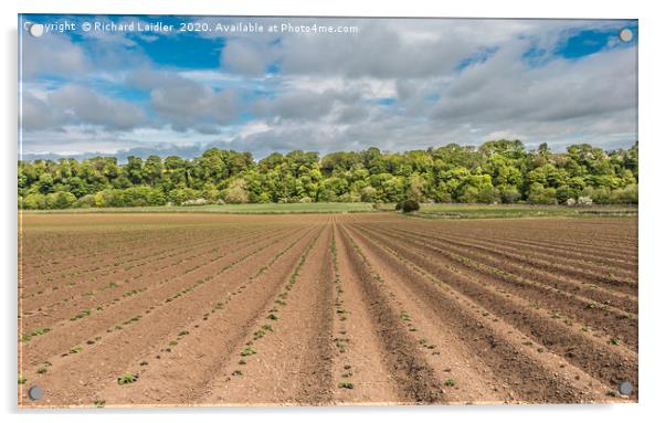 Emerging Spuds Acrylic by Richard Laidler