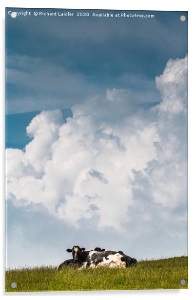 Bovine Big Sky Acrylic by Richard Laidler