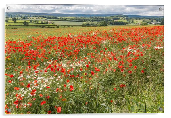 Poppies and Ox-Eye Daisies Acrylic by Richard Laidler