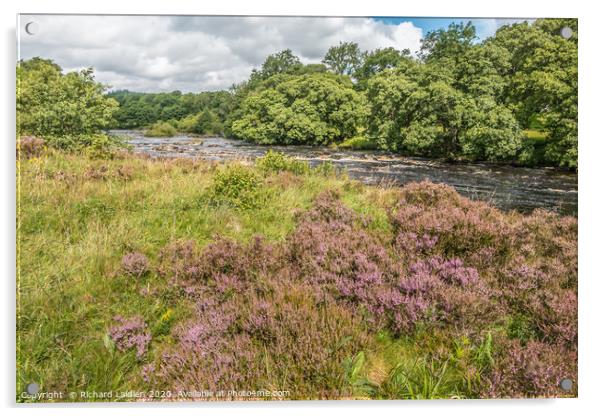 Heather in flower on the River Tees riverbank Acrylic by Richard Laidler