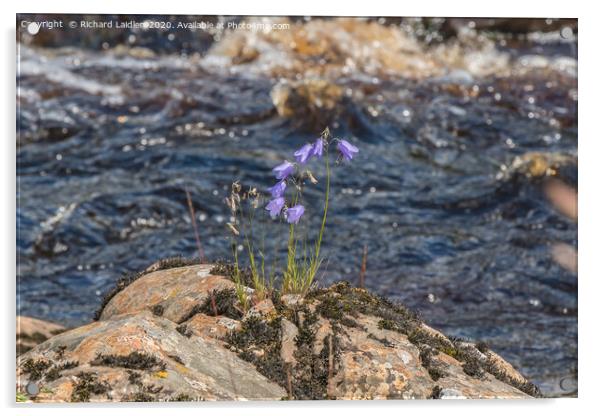 Harebells on the Riverbank Acrylic by Richard Laidler
